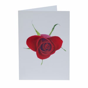 Florecitas - Notas - Tarjetas de agradecimiento - Paquete de 5 con sobres - Una rosa roja - Interior en blanco - Vendido exclusivamente por AM Fine Art GB