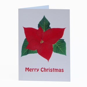 Biglietti di Natale – Confezione da 10 con buste – Foglia di stella di Natale – Design contemporaneo – Interno vuoto – Venduto esclusivamente da AM Fine Art