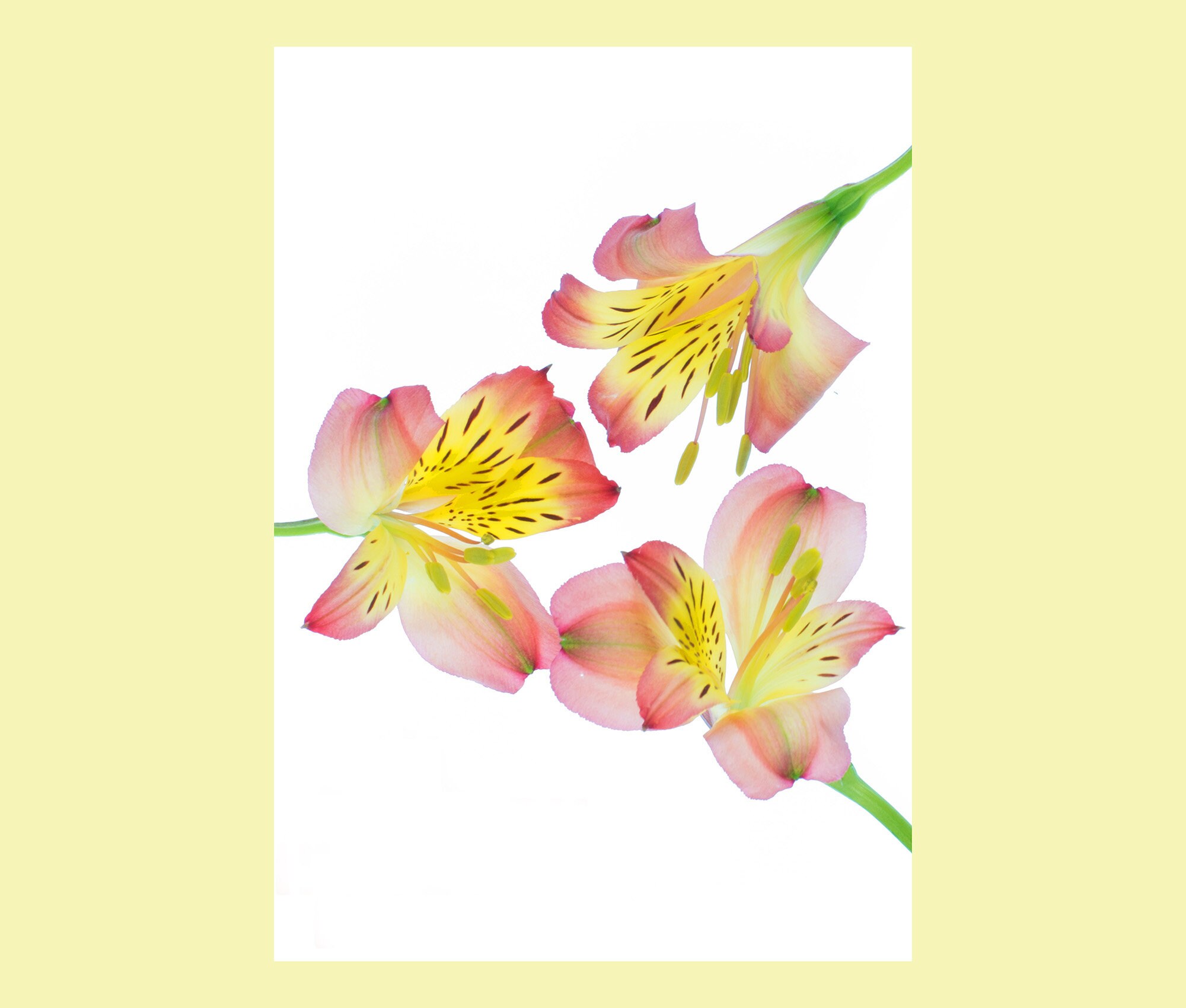 Alstroemeria Flower Thank You Cards - Floral Notelets, Pack of 5 - Etsy UK