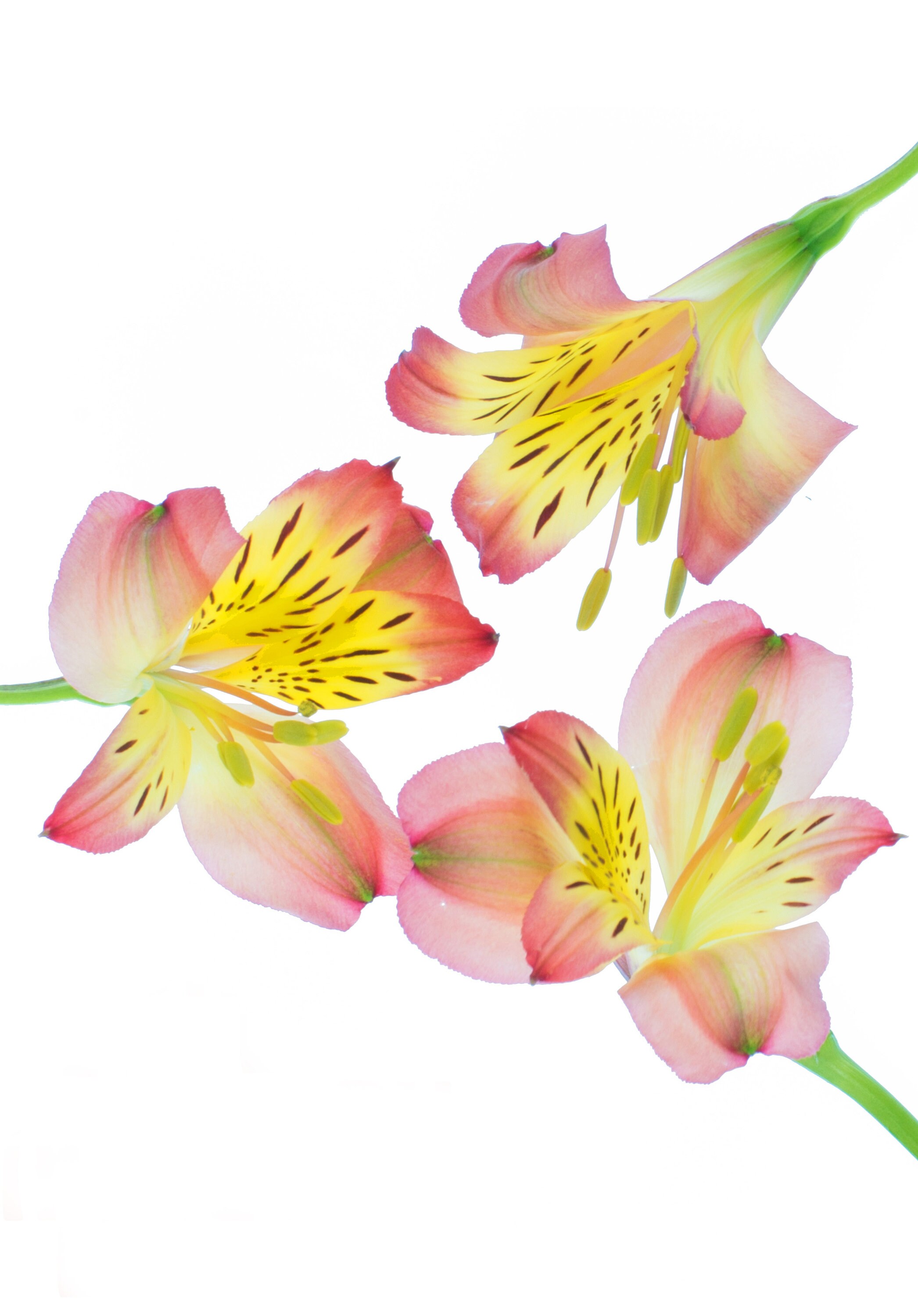 Alstroemeria Flower Thank You Cards - Floral Notelets, Pack of 5 - Etsy UK