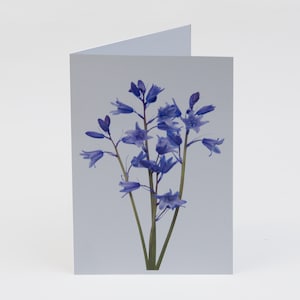 Florecillas - Notas - Tarjetas de agradecimiento - Paquete de 5 con sobres - Campanillas - Interior en blanco - Vendido exclusivamente por AM Fine Art GB