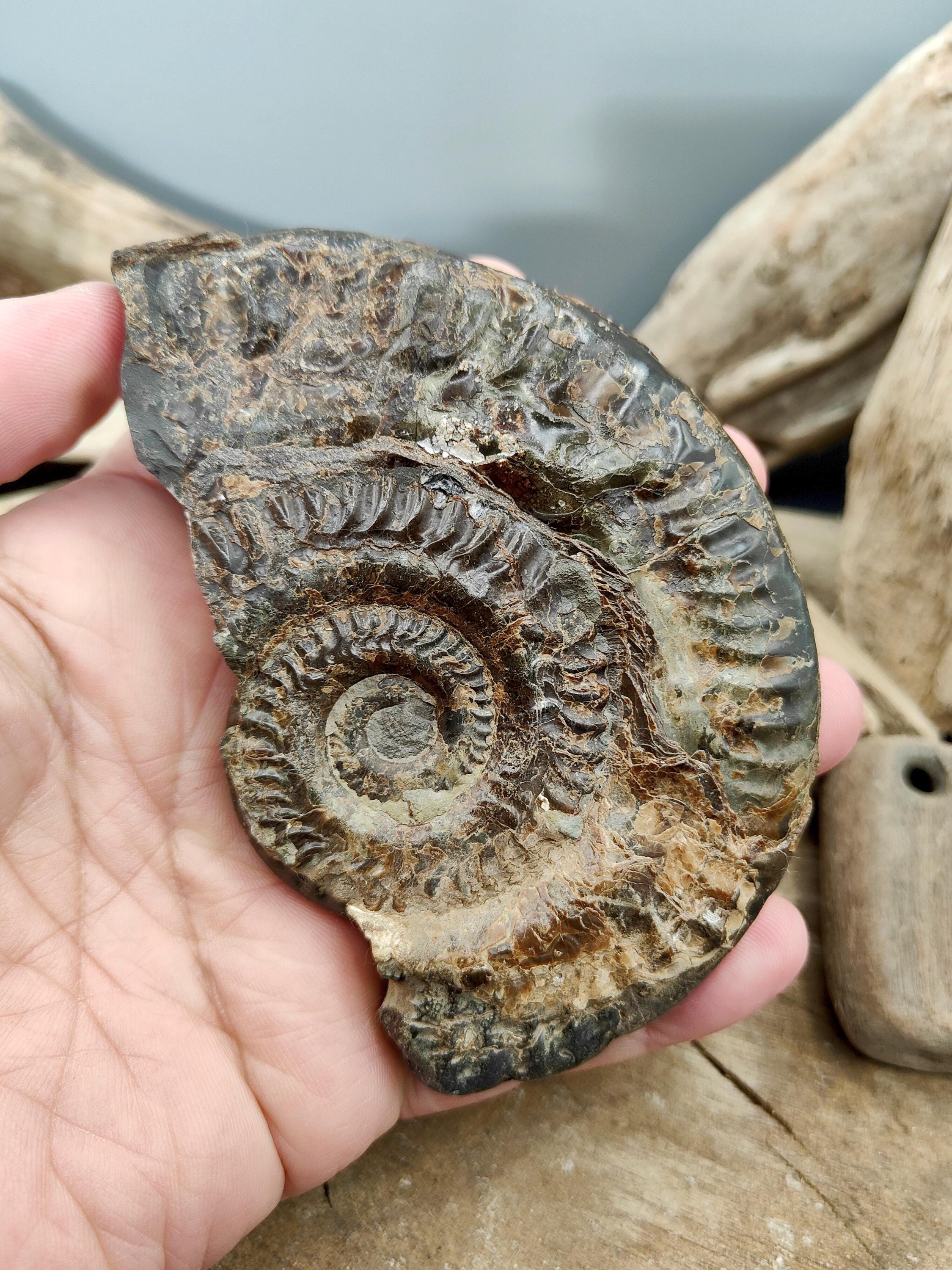 Dactylioceras - Etsy 日本