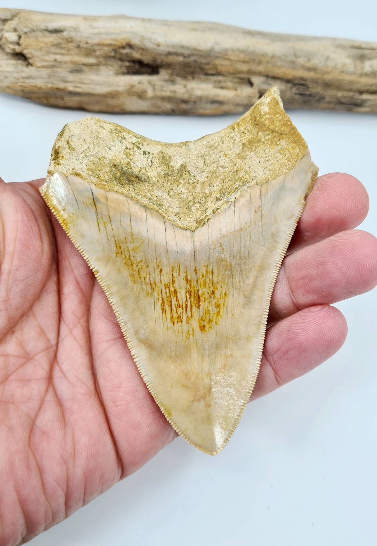 Megalodon tooth fossil shark tooth meg tooth Megalodon | Etsy