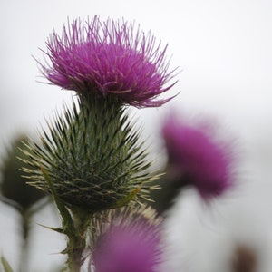 Thistle - Digital Download Print