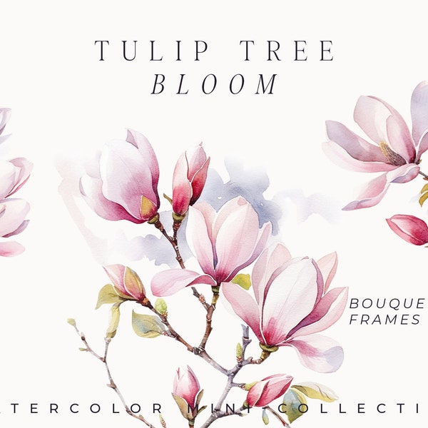 Watercolor Tulip tree bloom Clipart - Watercolor Floral clipart png - Saucer Magnolia flowers bouquets clipart png - Digital clipart PNG