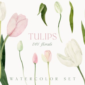 Aquarell Tulpen png Clipart - Weiß rosa Tulpen Blumen Clipart - Frühling Blumen Clipart - Hochzeit Einladungskarte Clipart - Digital PNG Clipart