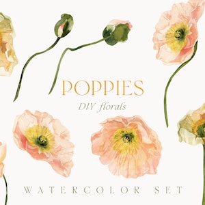 Clipart de papoulas aquarela png - clipart de flores de papoula neutras - clipart floral de primavera - clipart de cartão de convite de casamento - clipart digital PNG