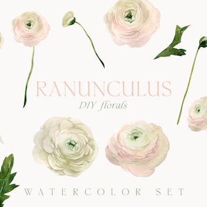 Aquarell Ranunculus png Clipart - weiße rosa Blumen Clipart - Frühling Blumen Clipart - Hochzeit Einladung Karte Clipart - Digital PNG Clipart