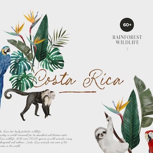 Dschungeltiere Clipart - Niedliche tropische Wildtiere - Costa Rica Tiere Clipart - Kinderzimmer Tiere - Tropische Blumen Digital Clipart PNG