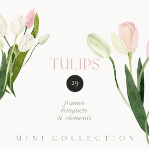 Watercolor Tulips png clipart - White pink tulip flowers clipart - Spring floral clipart - Wedding invite card clipart - Digital PNG clipart