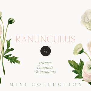 Aquarelle Ranunculus png clipart - Clipart de fleurs roses blanches - Clipart floral de printemps - Clipart de carte d'invitation de mariage - Clipart PNG numérique