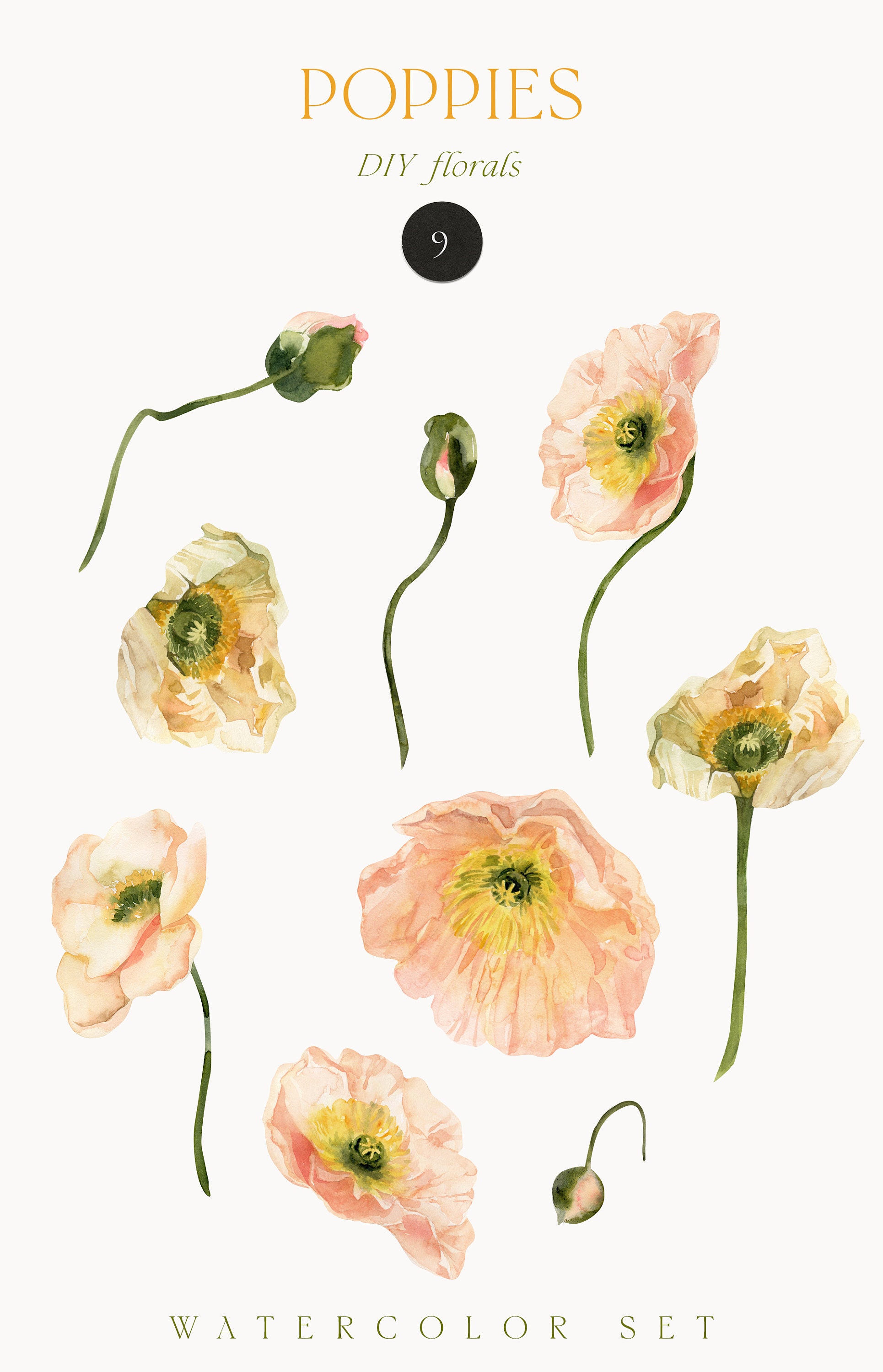 Watercolor Poppies Png Clipart Neutral Iceland Poppy Flowers - Etsy