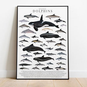 Ozeanische Delfine Giclée Druck, Illustration, Meerestiere, Aquarell, Kinderzimmerdeko, Delfin Liebhaber Geschenk, Naturgeschichte Druck