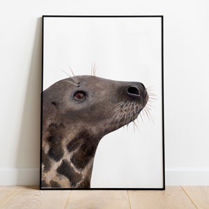 Graue Robbe Illustration, Giclée Druck, Wandbild für die Seehund Illustration, Wandbild für das Meer, Wanddeko, Geschenk für Sie, Geschenk für Sie