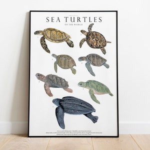 Sea Turtles giclée print chart, Illustration, Ocean animals turtles, watercolor, Nursery Decor, turtle lover gift,natural history print