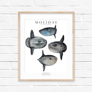 Impresión giclée de pez luna, ilustración, animales del océano, acuarela, decoración de guardería, regalo para amantes del océano, mola mola, arte de vida silvestre, hecho a mano