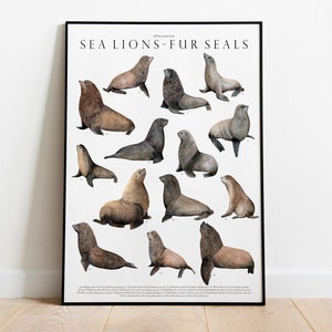 Sealions and Furseals giclée print, Illustration, Ocean animals pinnipeds, watercolor, Nursery Decor, seal lover gift,seal animal, taxonomy