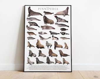 Póster de Pinnipedia, Focas, leones marinos y morsas, acuarela, biología marina.