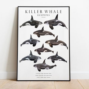 Impresión giclée de ecotipos de orcas, ilustración, animales del océano, acuarela, decoración de guardería, regalo para amantes de las orcas, impresión de historia natural