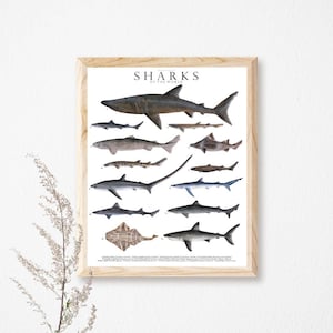 Haifisch Illustration, Nordsee Illustration, maritime Illustration, Geschenk für Hai-Liebhaber, Nordsee Illustration, Illustration für Kinder Illustration