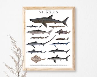 Shark species north sea watercolor illustration, nursery wall decor, shark lovers gift, nature lover print, nautical wall decor, educational
