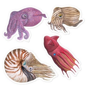 Squid Stickers, Set of 4 kiss-cut stickers, journal stickers, scrapbook sticker, cute animal sticker, wildlife sticker, octopus, nautilus