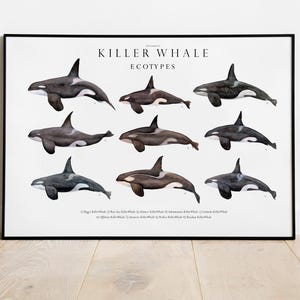 Orka ecotypes horizontale poster - kunst aan de muur walvisachtigen - mariene biologie walvissen - zeezoogdiertrainer - orkakunst - IJslands dier