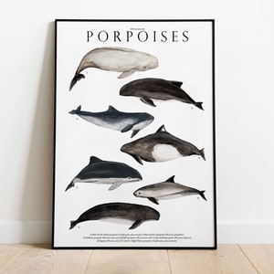 Porpoises giclée print, Illustration, Ocean animals, watercolor, Nursery Decor, dolphin and whale lover gift, educational natural history