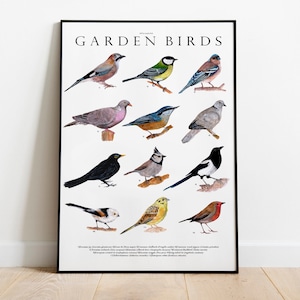 Garden bird species watercolor illustration, nursery wall decor, bird lovers gift, nature lover print, native birds scandinavia, magpie bird