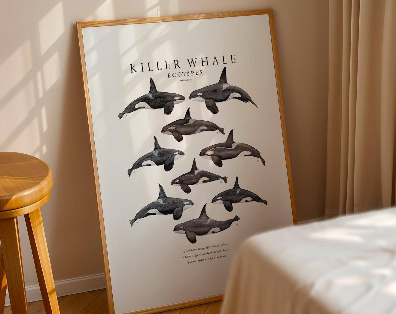 PRINTABLE Killerwhale Ecotype Poster - Wildlifeart - Educational Wall ...