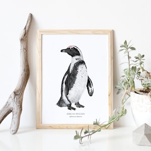 Impression giclée pingouin africain, affiche, illustration aquarelle, oiseau aquatique, décoration de chambre d&#39;enfant, cadeau pour amateur de pingouin, impression d&#39;histoire naturelle