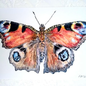 Peacock Butterfly Wall Art Print