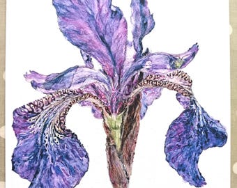 アイリスの(水彩画 2018年 ) 透明水彩で描く ヤマブキ ジャーマンアイリス - YouTube