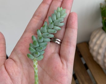 Donkey's Tail Succulent Cutting (Sedum Morganianum)