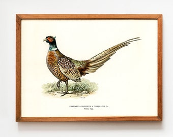 2 x A4 Set Set Pheasant Fight Watercolor Prints Wall Art Pictures Living Room 2 x A4 Set Set Pheasant Fight Watercolor Prints Wall Art Pictures Living Room