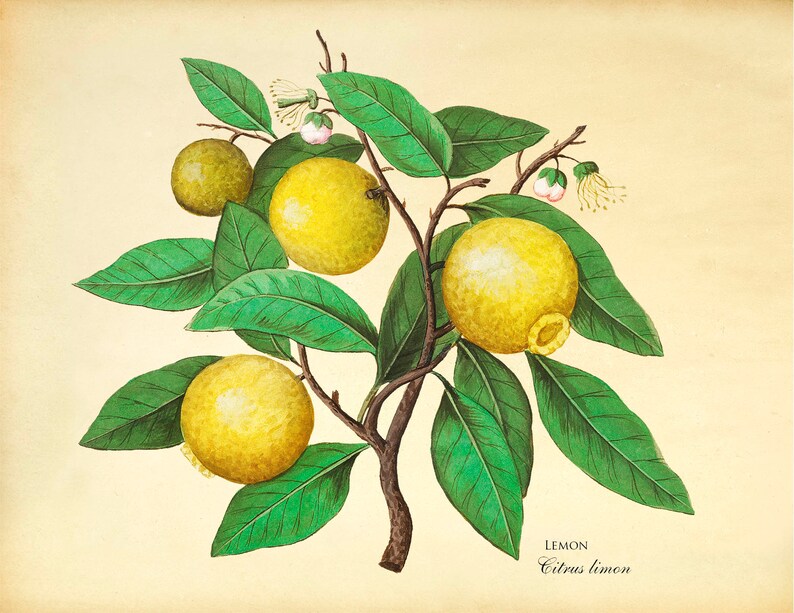 Lemon botanical print Citrus wall art Vintage fruit print Etsy