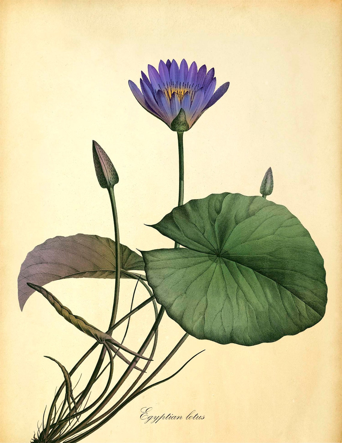 Egyptian Lotus Art Print Lotus Flower Print Blue Lotus | Etsy