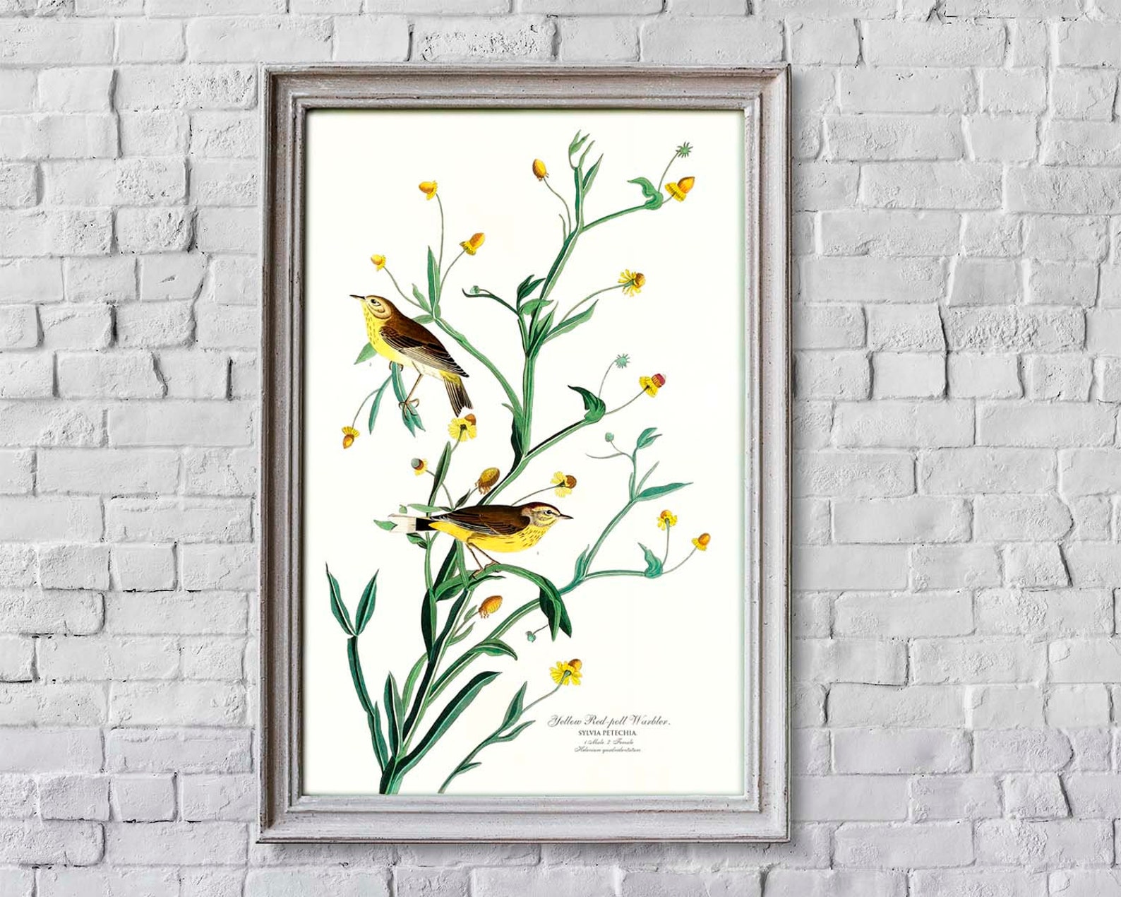 Set of 3 Prints Botanical Bird Prints Garden Wall Art Etsy