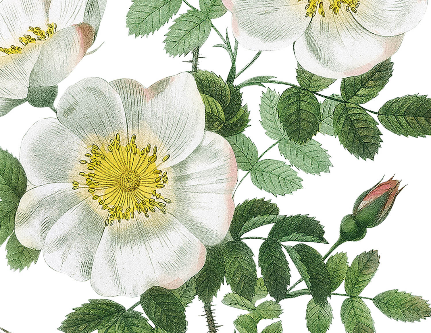 White rose print Reodute roses print Wedding digital print | Etsy