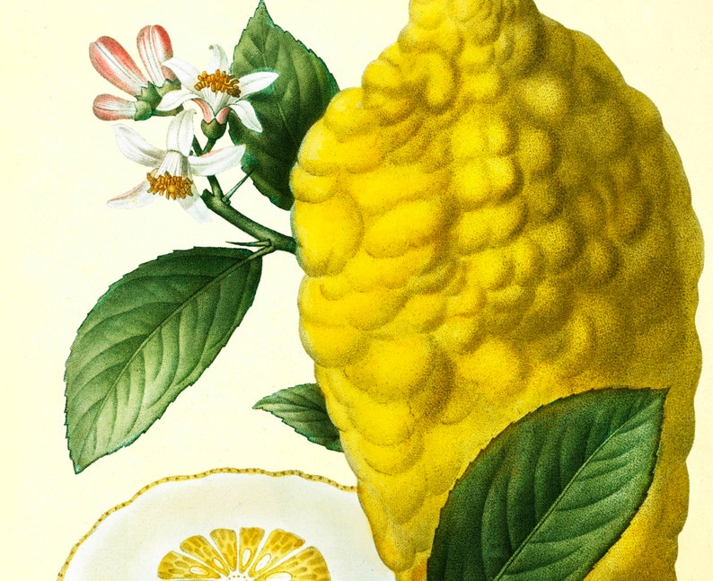 Lemon Prints Set of 3 Citrus Prints Lemon Wall Art Vintage Etsy