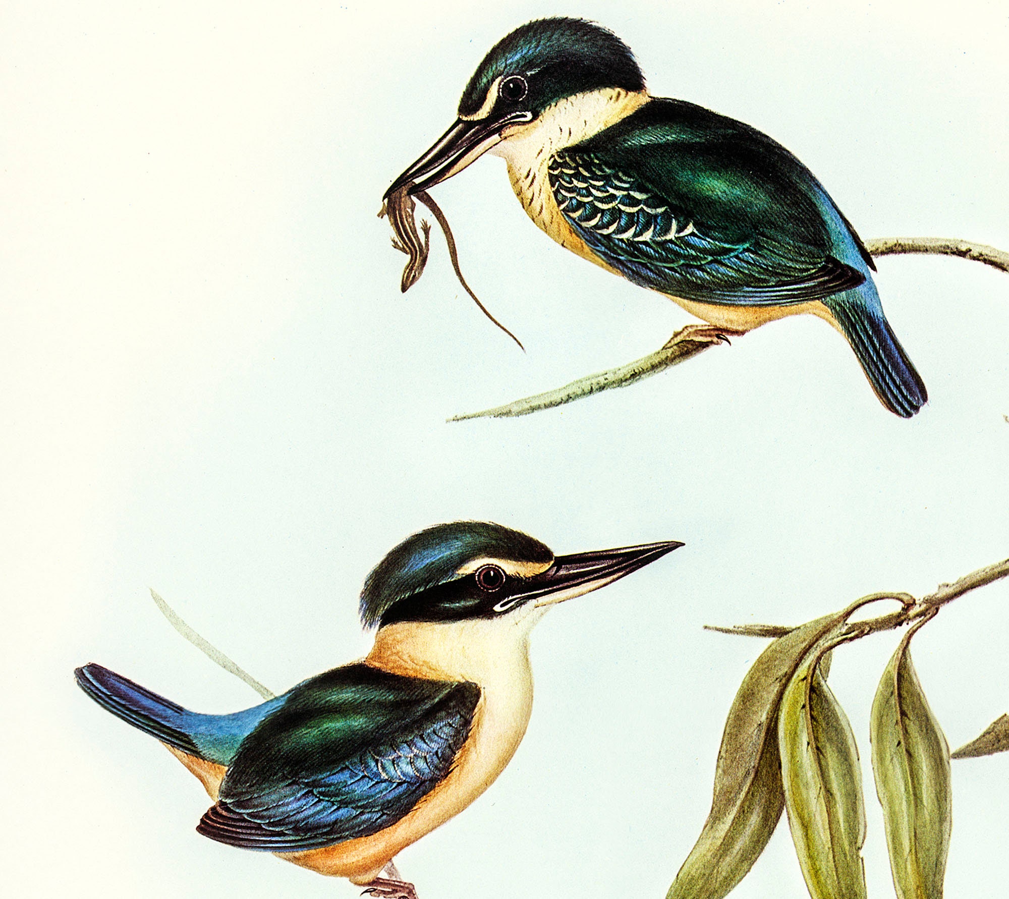 John Gould birds Kingfisher art print Vintage bird prints | Etsy