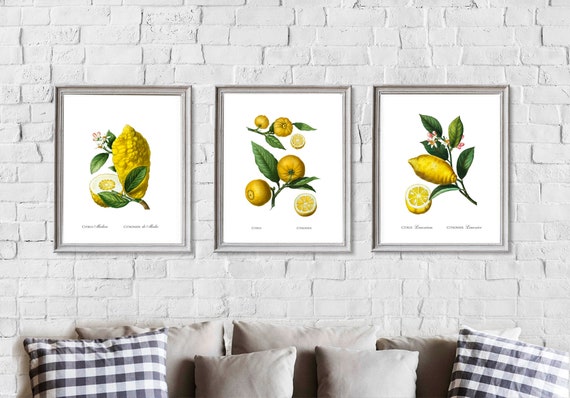 Lemon Prints Set Of 3 Citrus Prints Lemon Wall Art Vintage Etsy