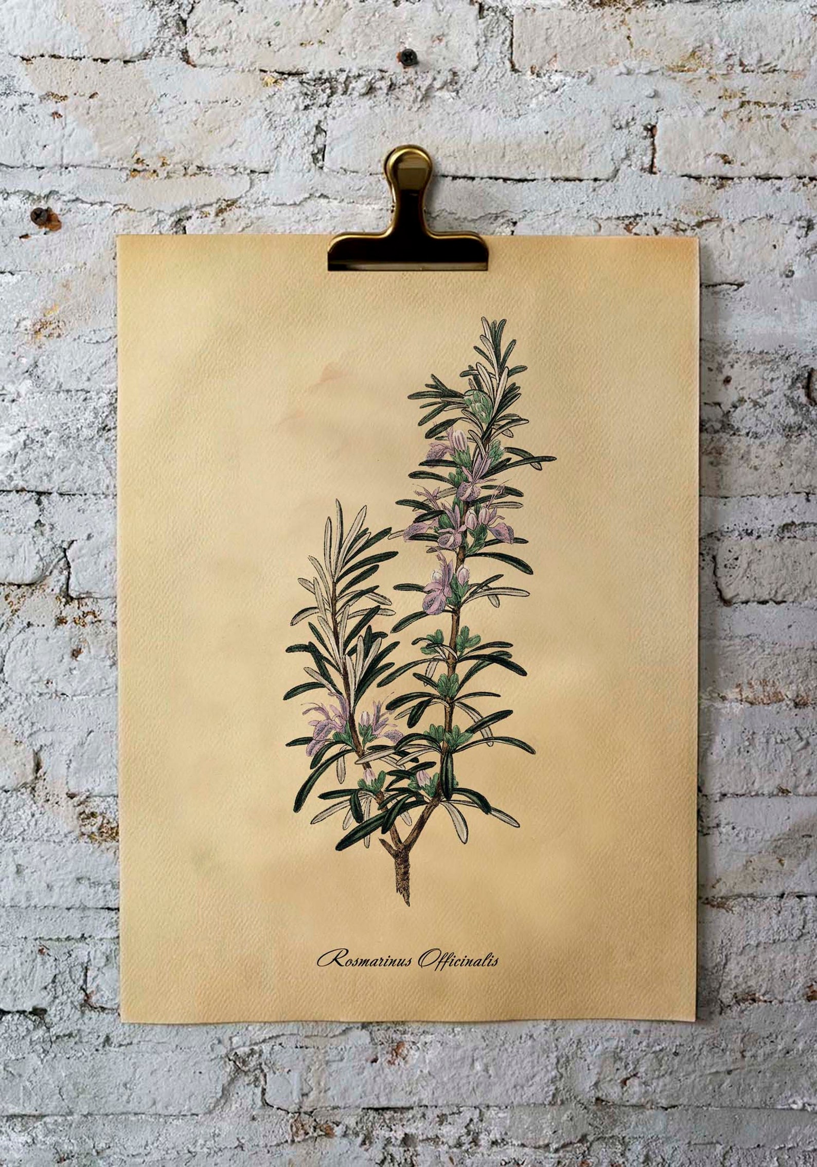Rosemary Art Print Botanical Print Kitchen Art Printable Etsy