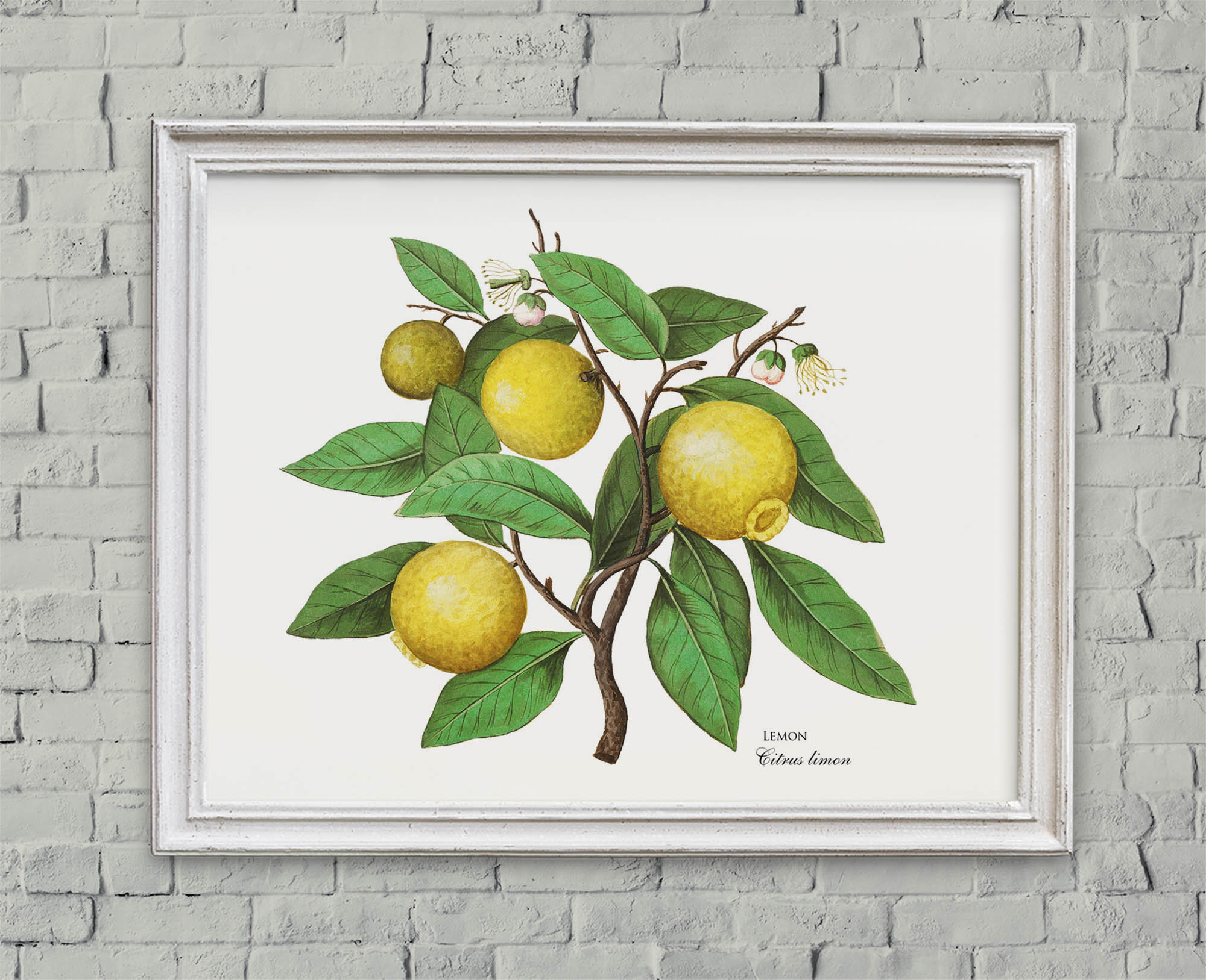 Lemon botanical print Citrus print Yellow wall art Lemon | Etsy
