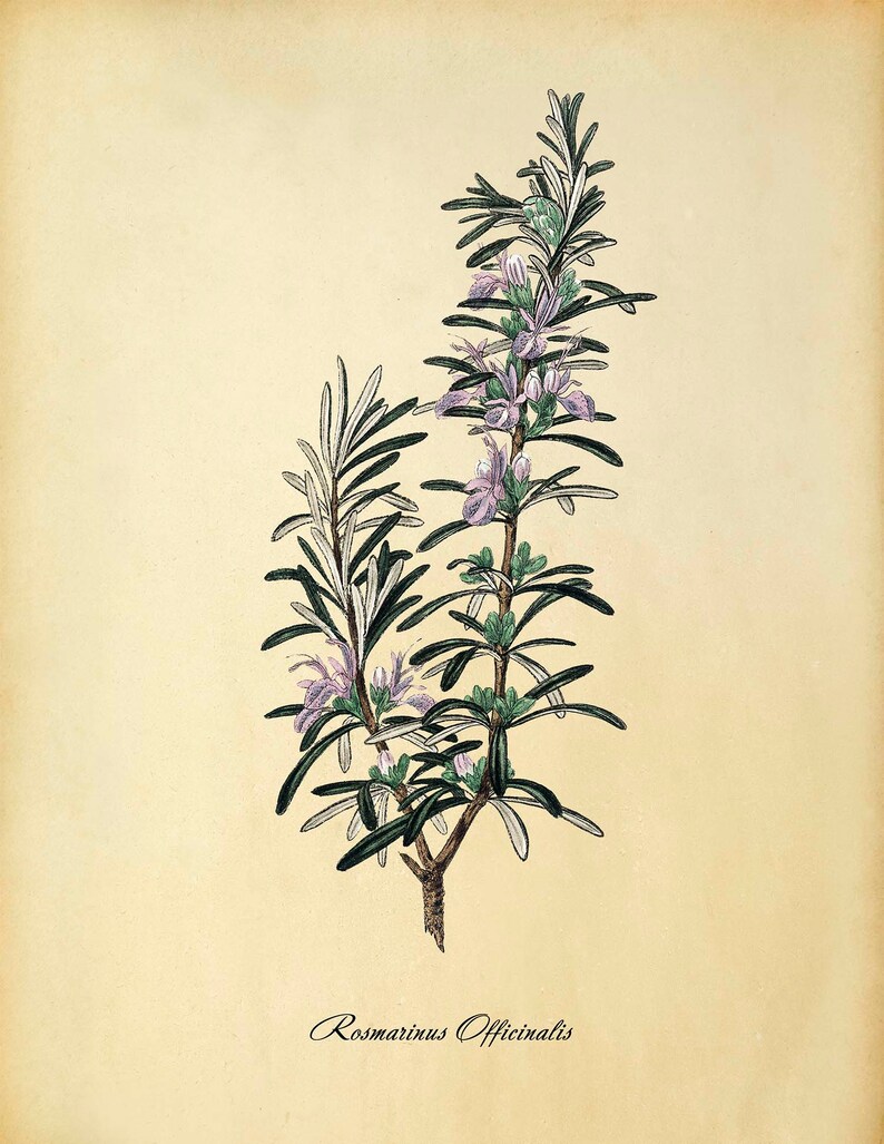 Rosemary Art Print Botanical Print Kitchen Art Printable Etsy