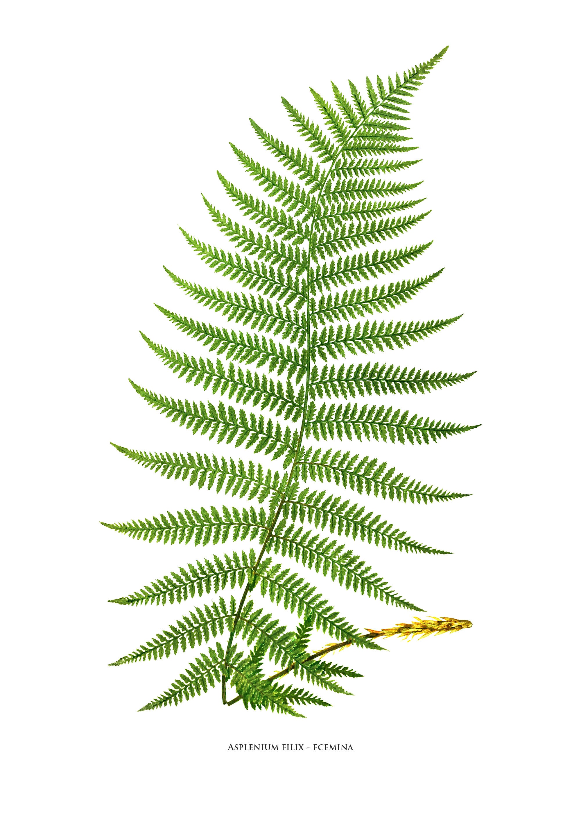 Prime шелковое растение для аквариума "перистолистник" 30см. папоротник пальмы монстера. набор листьев папоротника. папоротникообразные листья. набор листьев папоротника.