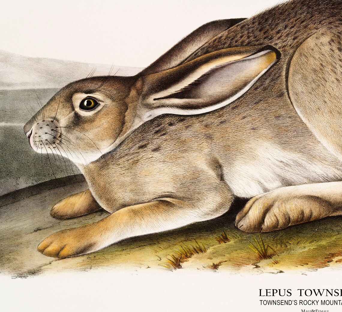 Hare art print Rabbit print Vintage bunny Vintage animal Etsy
