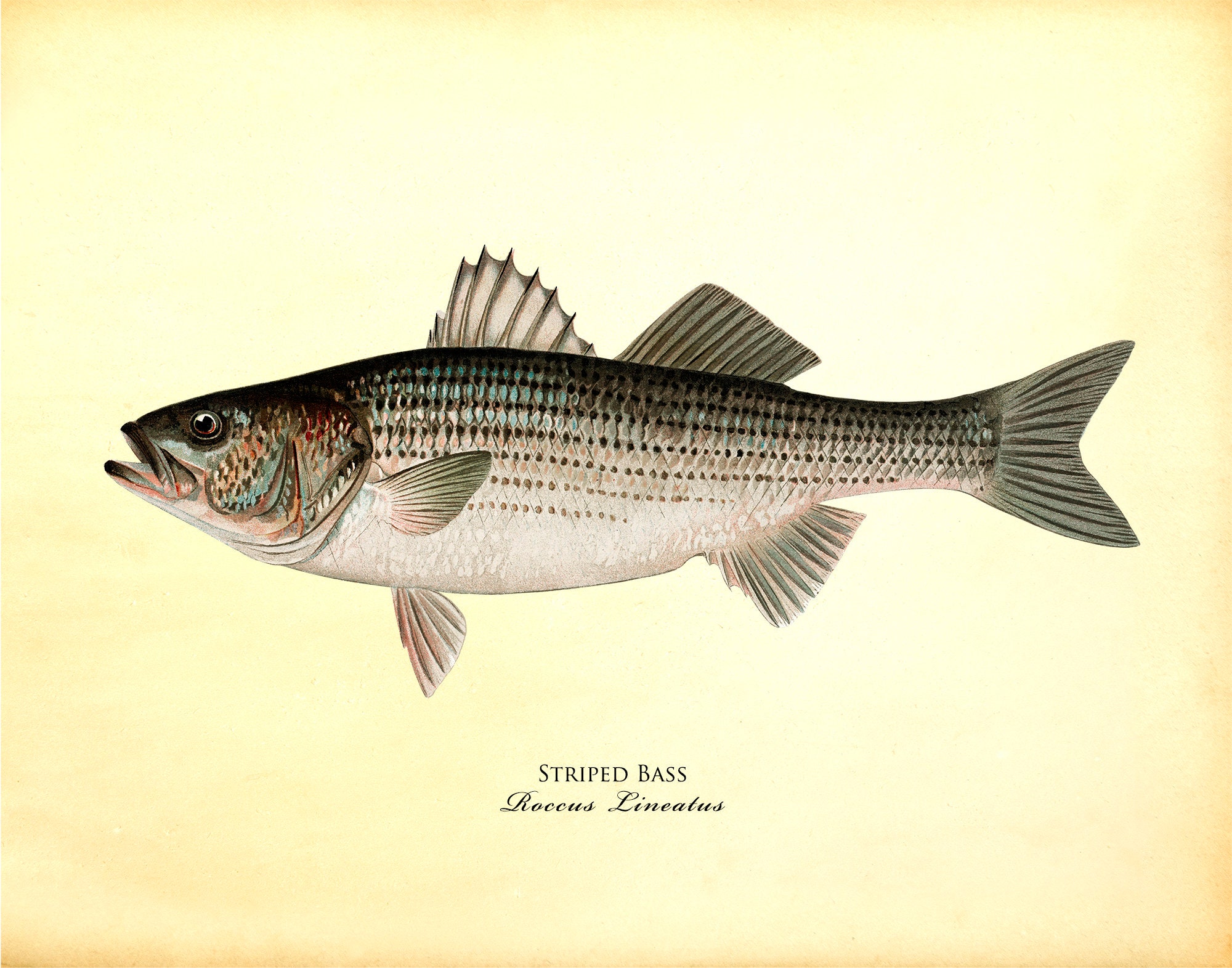 Striped bass print Striped bass wall art Fisherman gift | Etsy