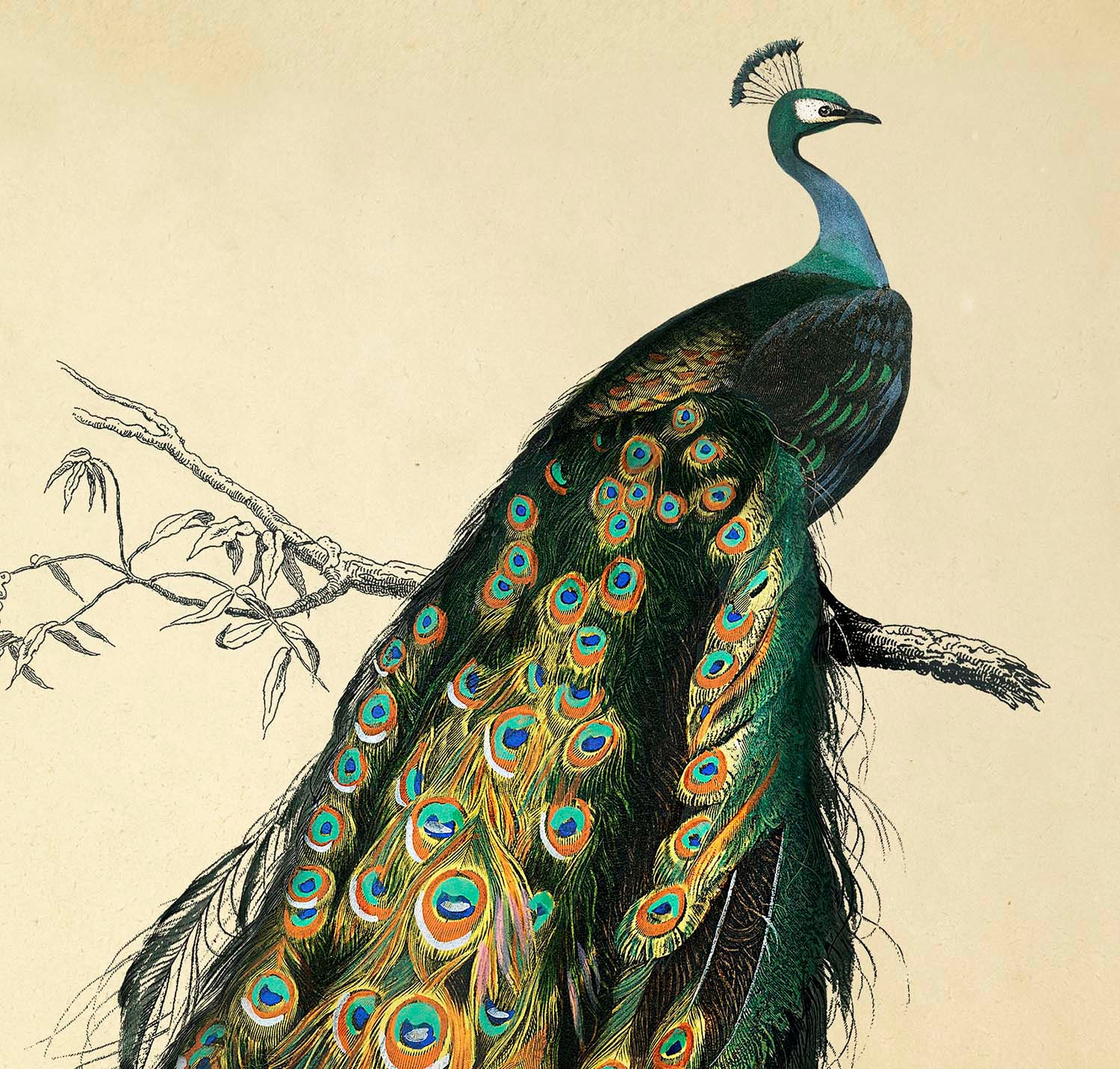 Peacock digital download. Peacock wall art. Vintage bird Etsy