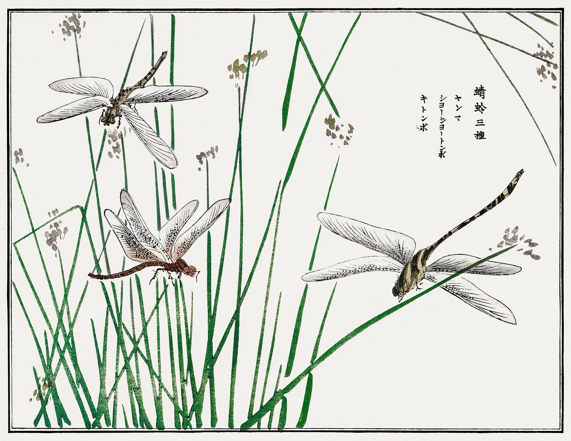 Dragonfly Print Dragonfly Wall Art Japanese Print Etsy.